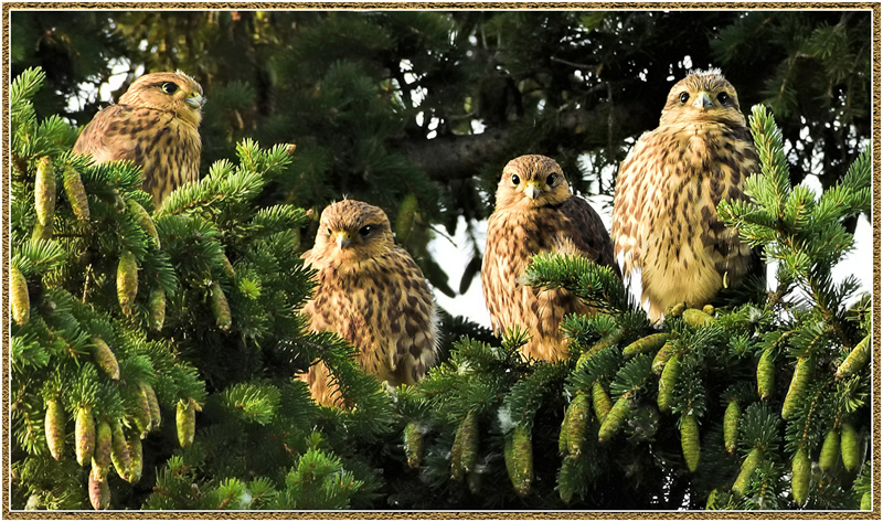 Here's Looking At You by Marlene Smith